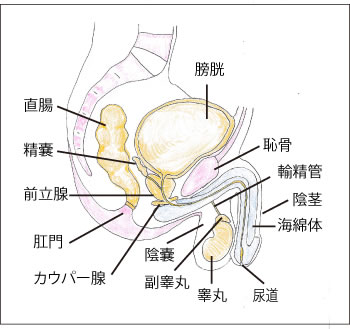 ペニスの構造